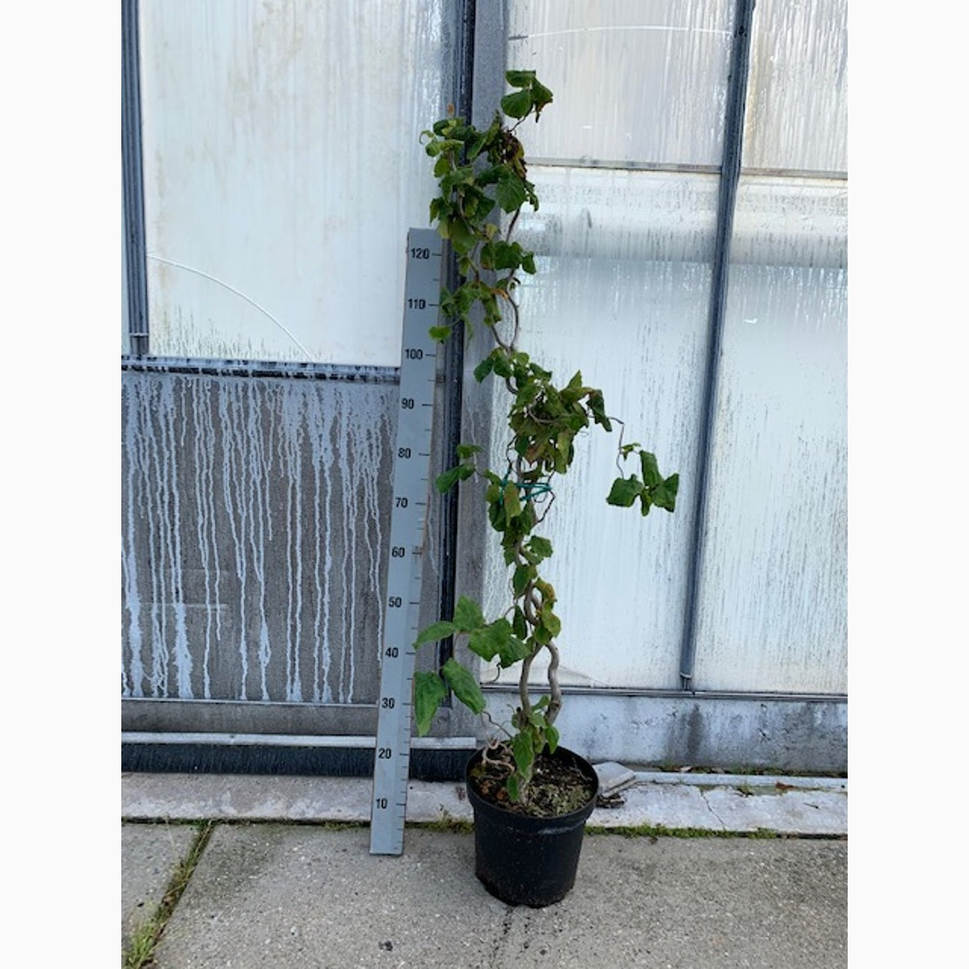 Hassel – Corylus avellana 'Contorta' - C7,5 100-125 CM